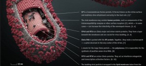 Ebola anatomy. Image Courtesy http://semper.xenxnex.com/